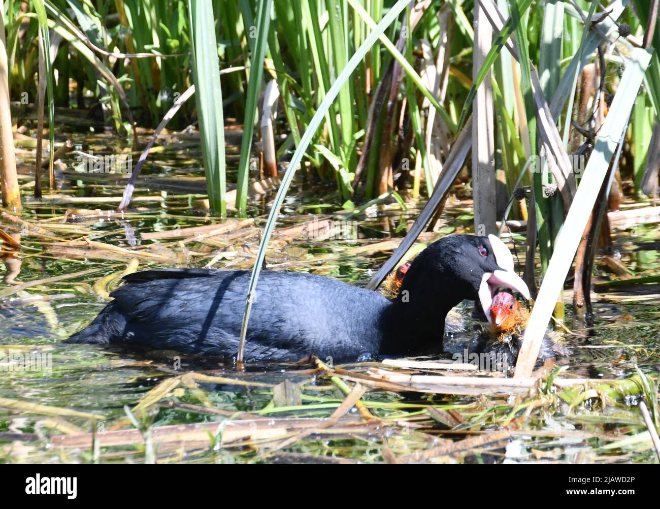 Coots - adult coot with baby chicks at London Wetland Centre, London, England, UK. The adult coot is violently pecking one of its chicks. Stock Photo