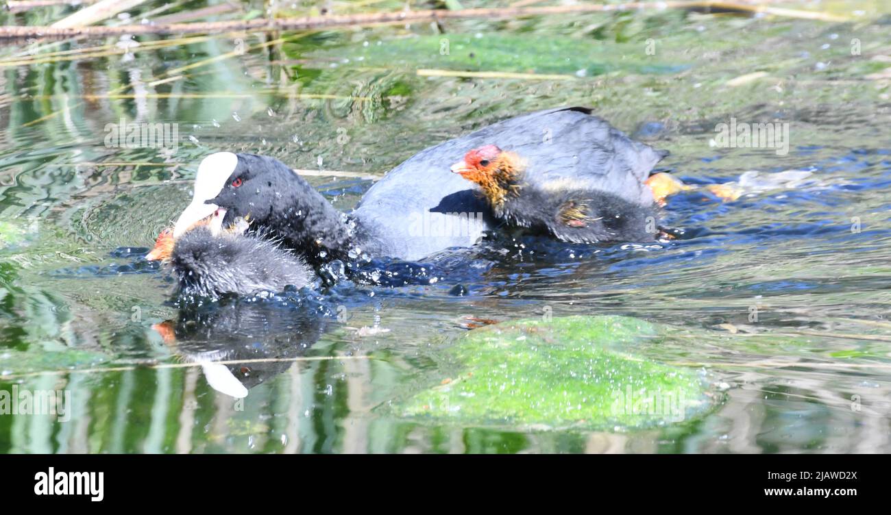 Coots adult coot with baby chicks at London Wetland Centre, London