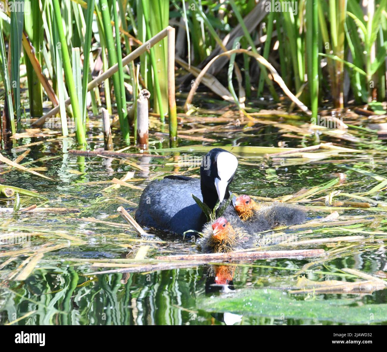 Coots - adult coot with baby chicks at London Wetland Centre, London, England, UK Stock Photo