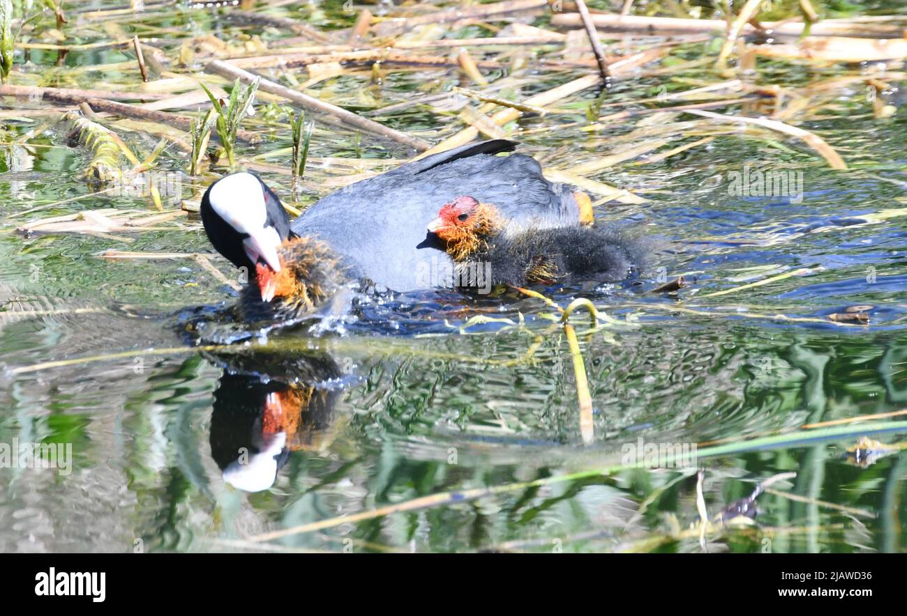 Coots - adult coot with baby chicks at London Wetland Centre, London, England, UK. The adult coot is violently pecking one of its chicks. Stock Photo