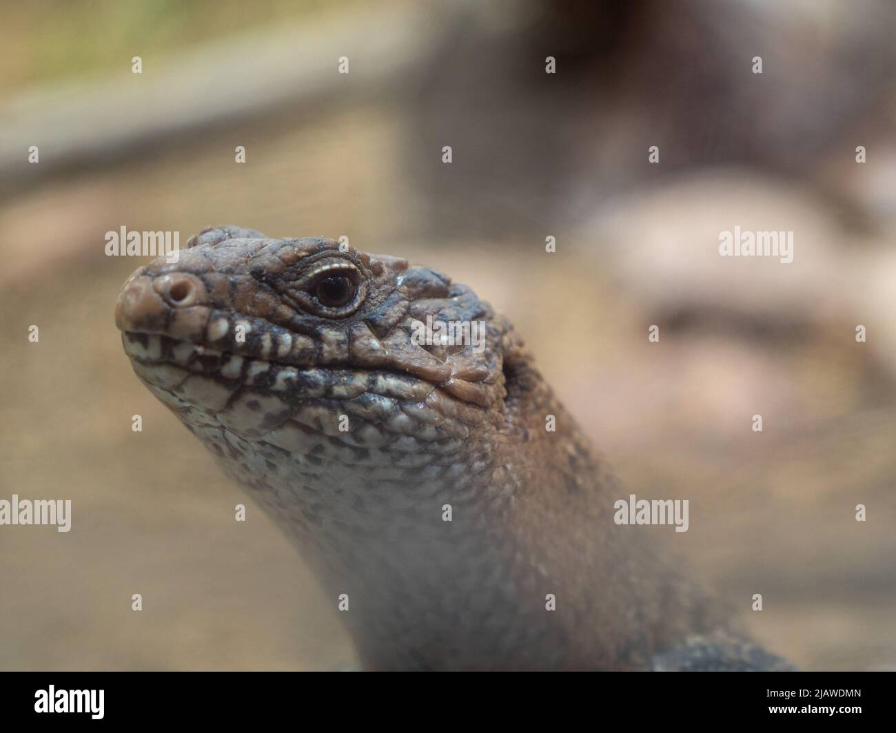 Tanimbar bluetongued skink, Tiliqua scincoides chimaera, reptile