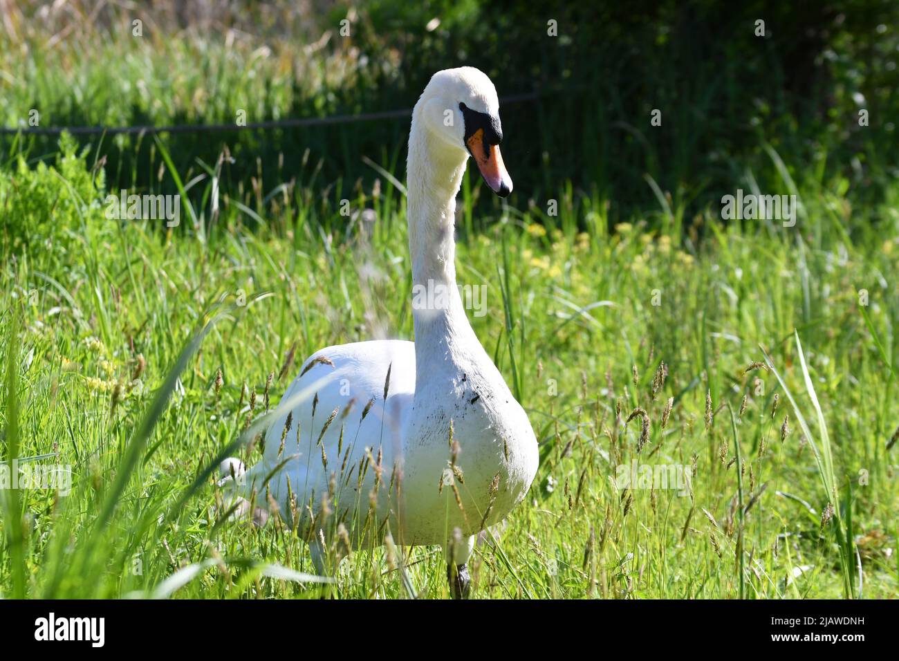 Swan at London Wetland Centre, London, England, UK Stock Photo