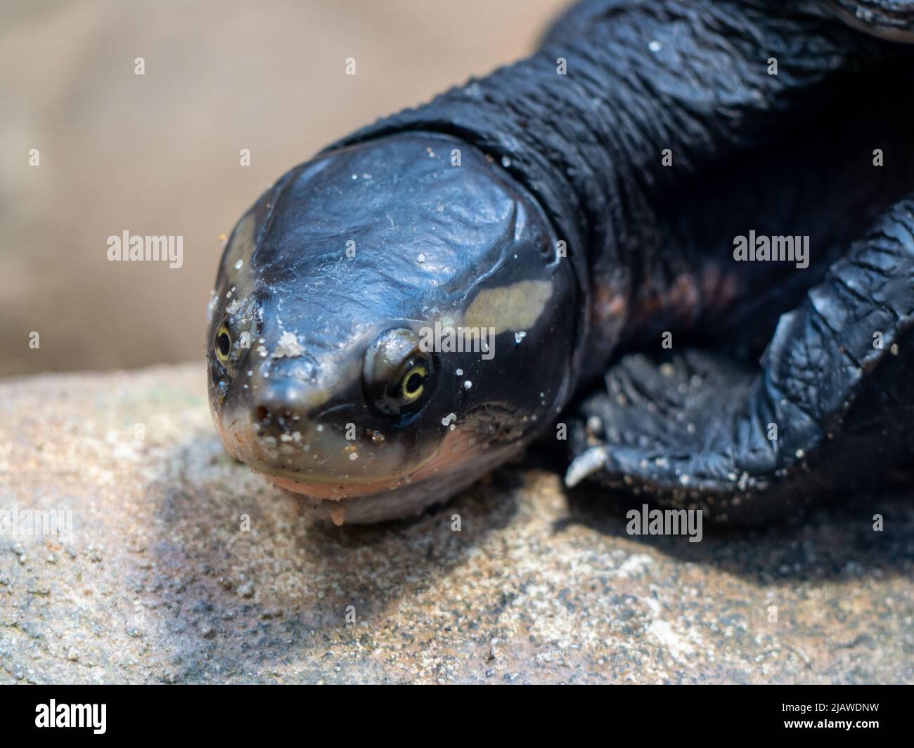 The head of white-bellied short-necked turtle. Stock Photo