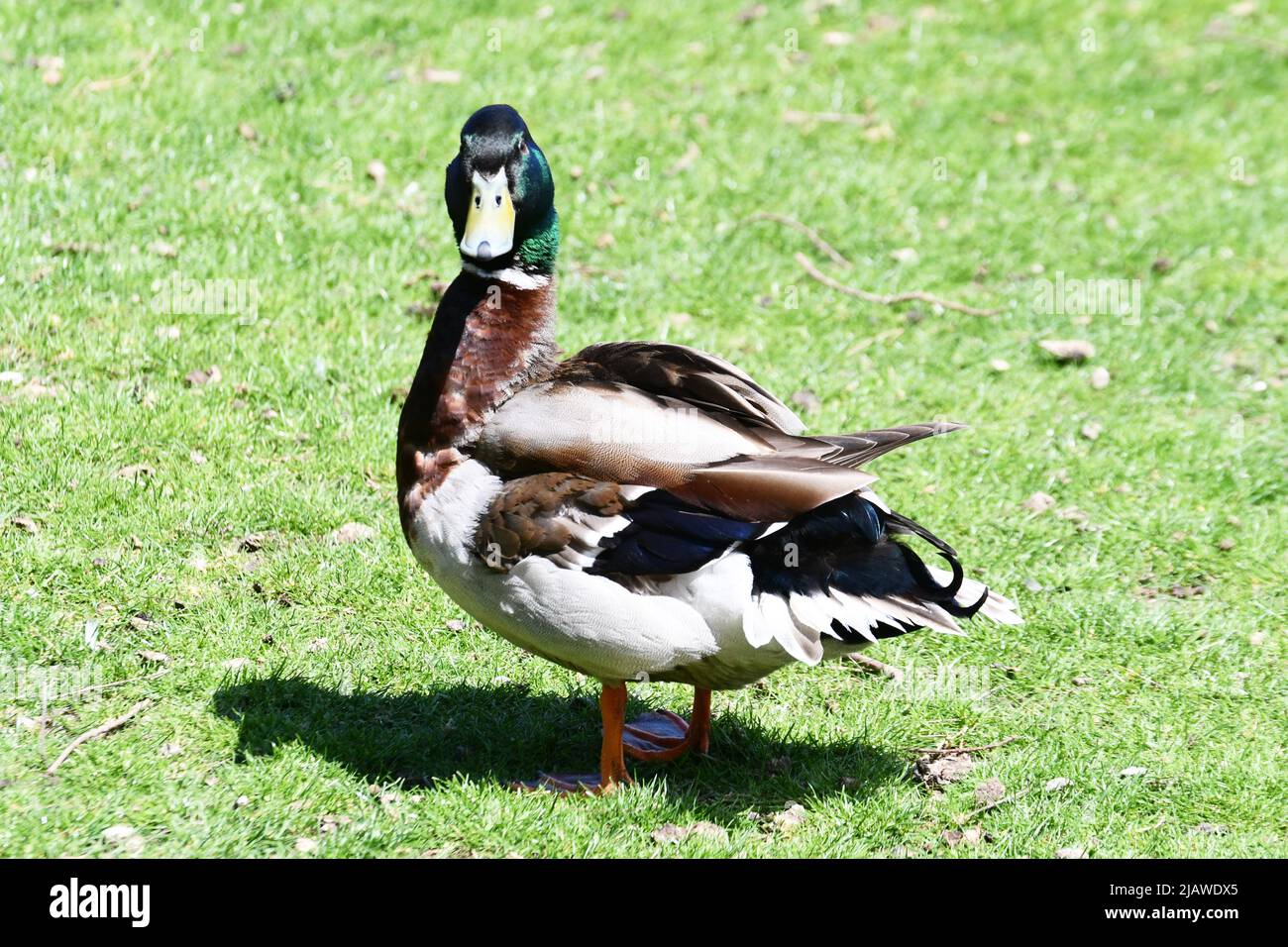 Male mallard duck fluffed up at London Wetland Centre, London, England, UK Stock Photo