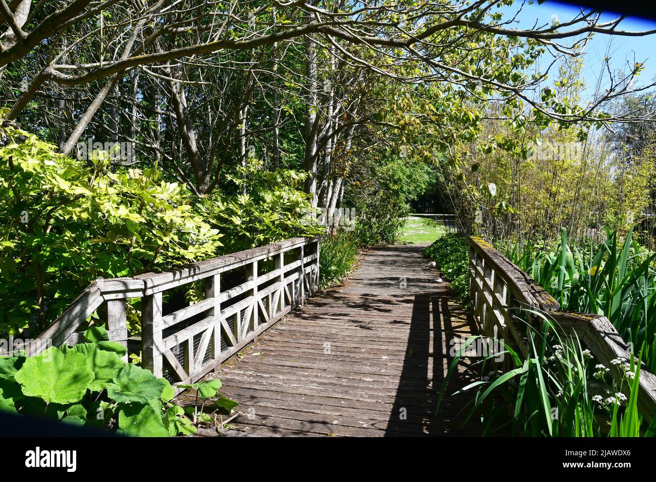 Wooden bridge over a river at London Wetland Centre, London, England, UK Stock Photo