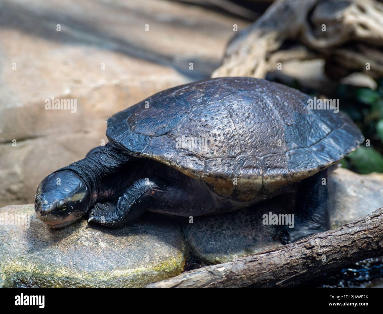 The head of white-bellied short-necked turtle. Stock Photo