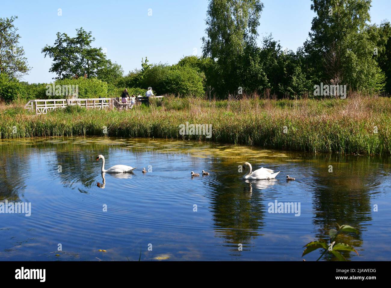 Swan with cygnets at London Wetland Centre, London, England, UK Stock Photo