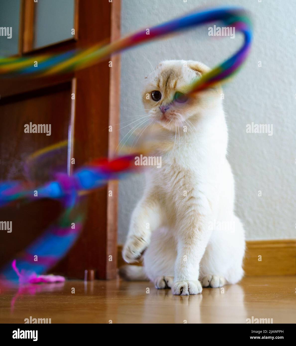 Cute Scottish Fold Kitten Stock Photo