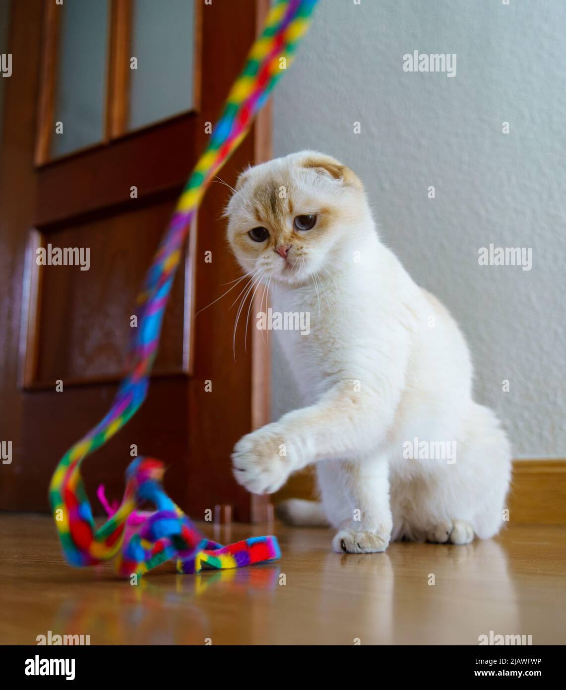 Cute Scottish Fold Kitten Stock Photo