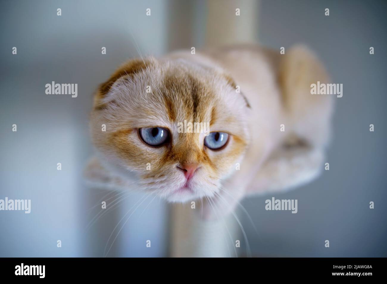 Cute Scottish Fold Kitten Stock Photo