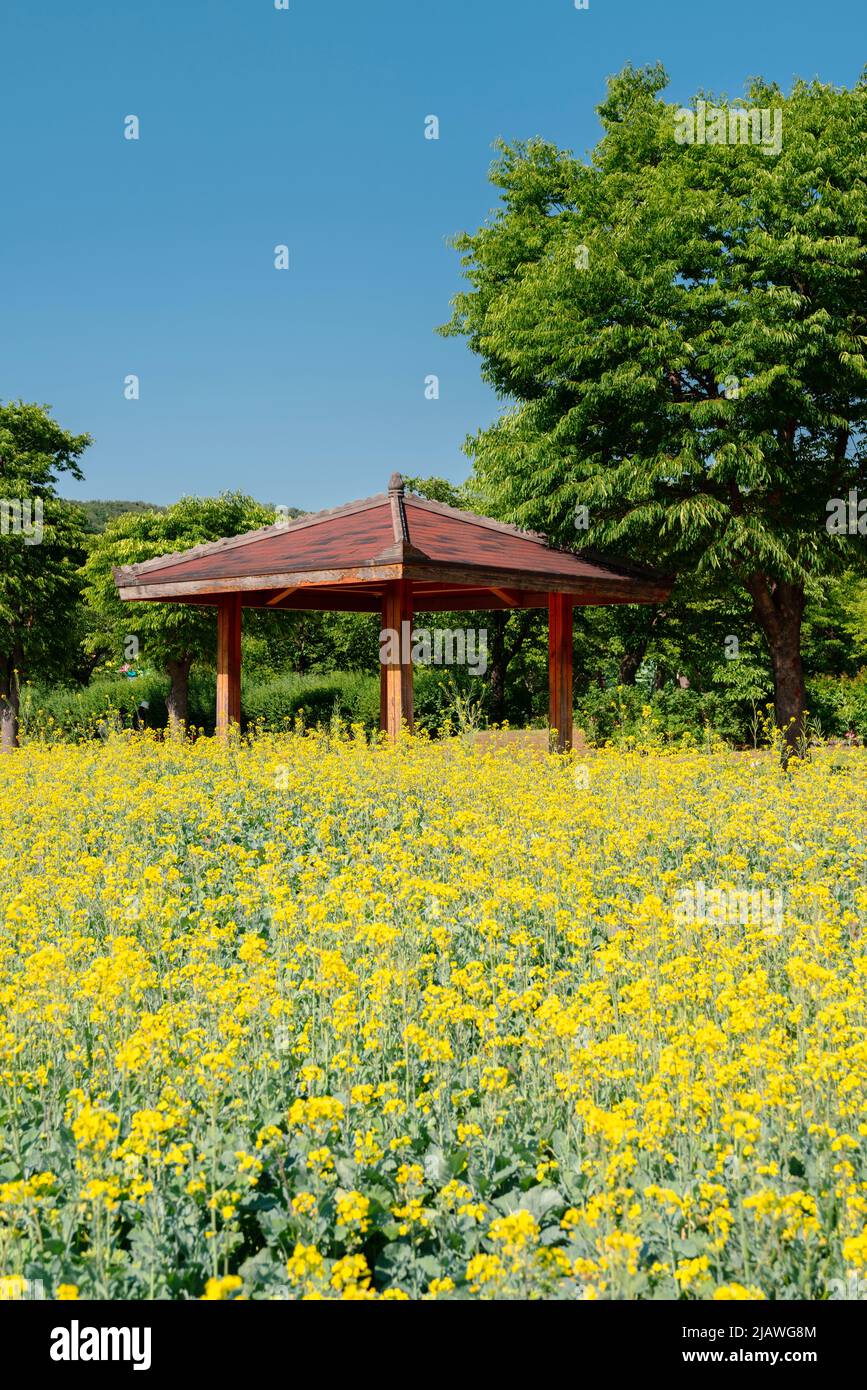 Yellow Rape Flower Field At Seoul Grand Park Rose Garden In Gwacheon Korea Stock Photo Alamy