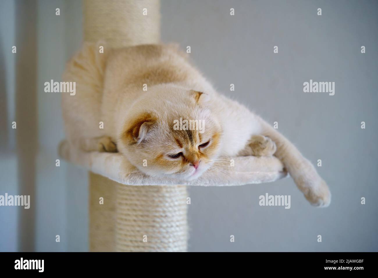 Cute Scottish Fold Kitten Stock Photo