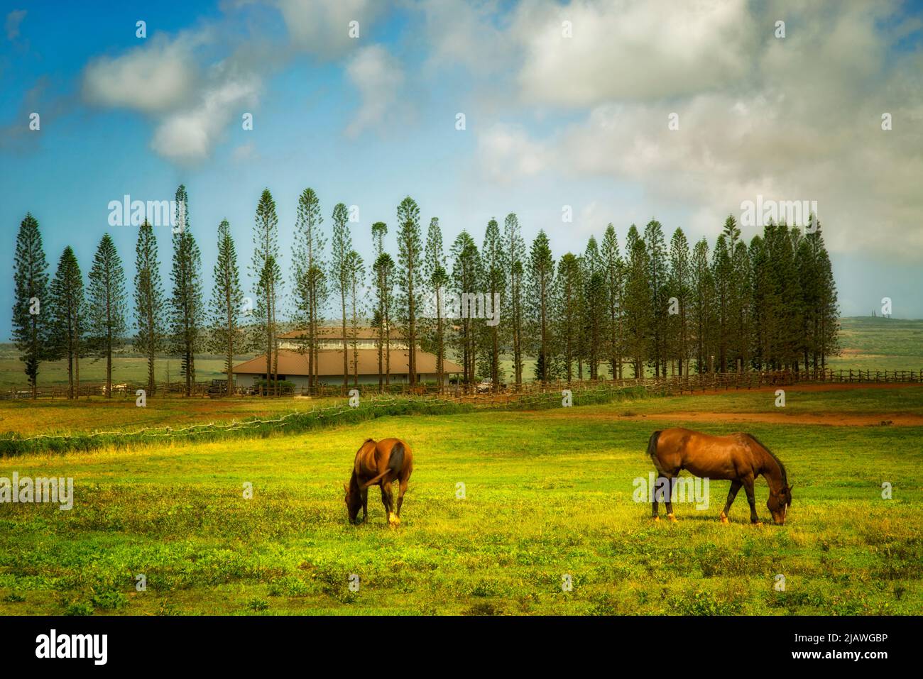 Horses grazing in pasture with barn, stables at Koele, and  Cook Pines. Lanai, Hawaii. Stock Photo