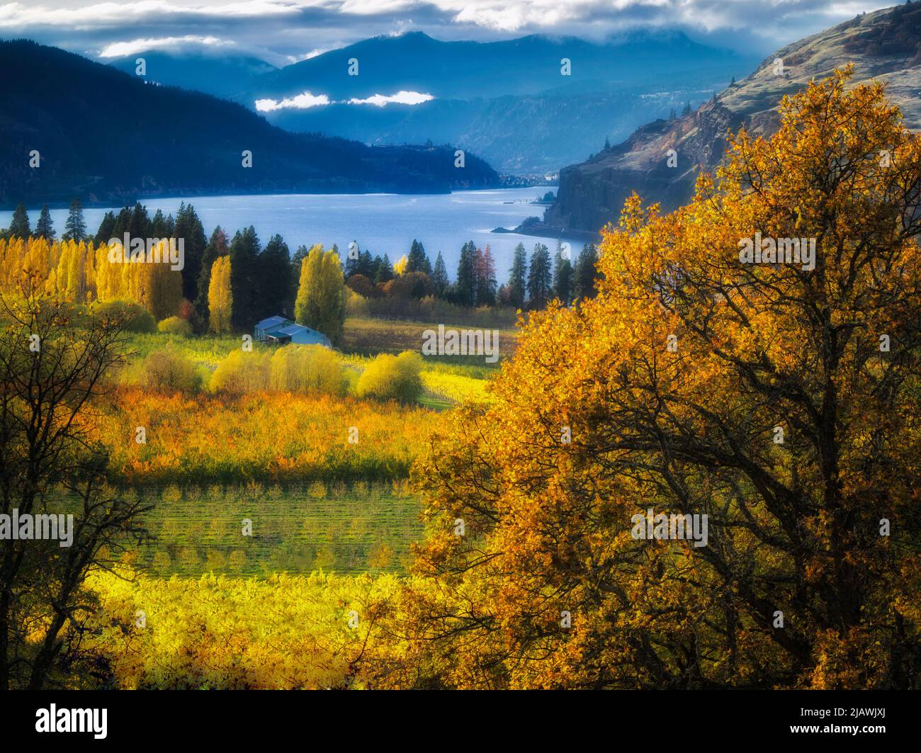 Orchard in fall colors and Columbia River. Columbia River Gorge National Scenic Area. Oregon Stock Photo