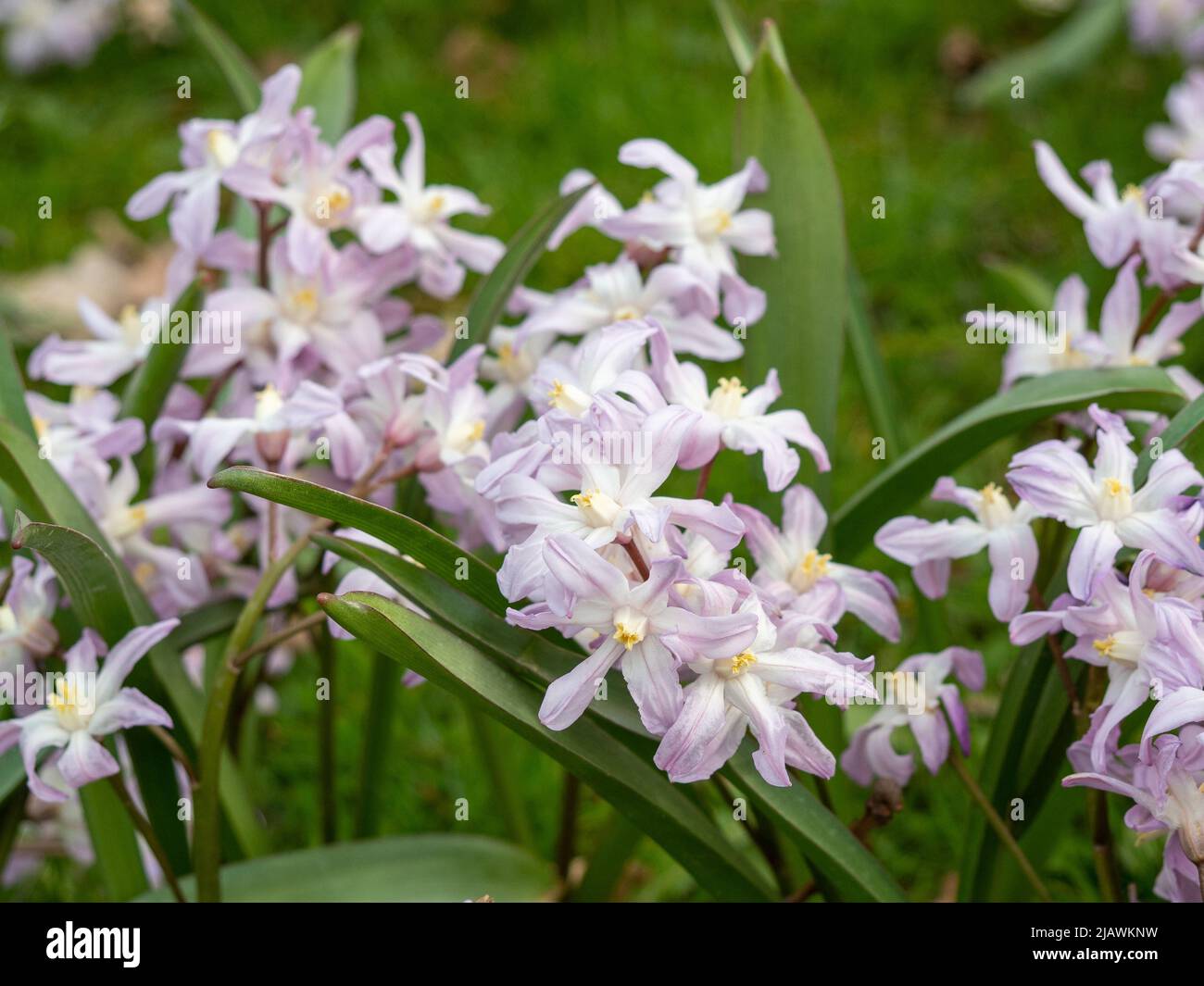 Lilies Chionodoxa luciliae. Spring flowers chionodoxa. Low growing perennials Chionodoxa (Chionodoxa) Stock Photo