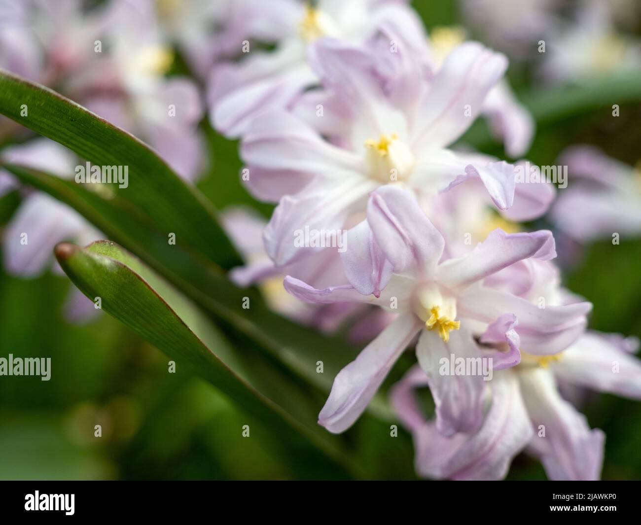 Lilies Chionodoxa luciliae. Spring flowers chionodoxa. Low growing perennials Chionodoxa (Chionodoxa) Stock Photo