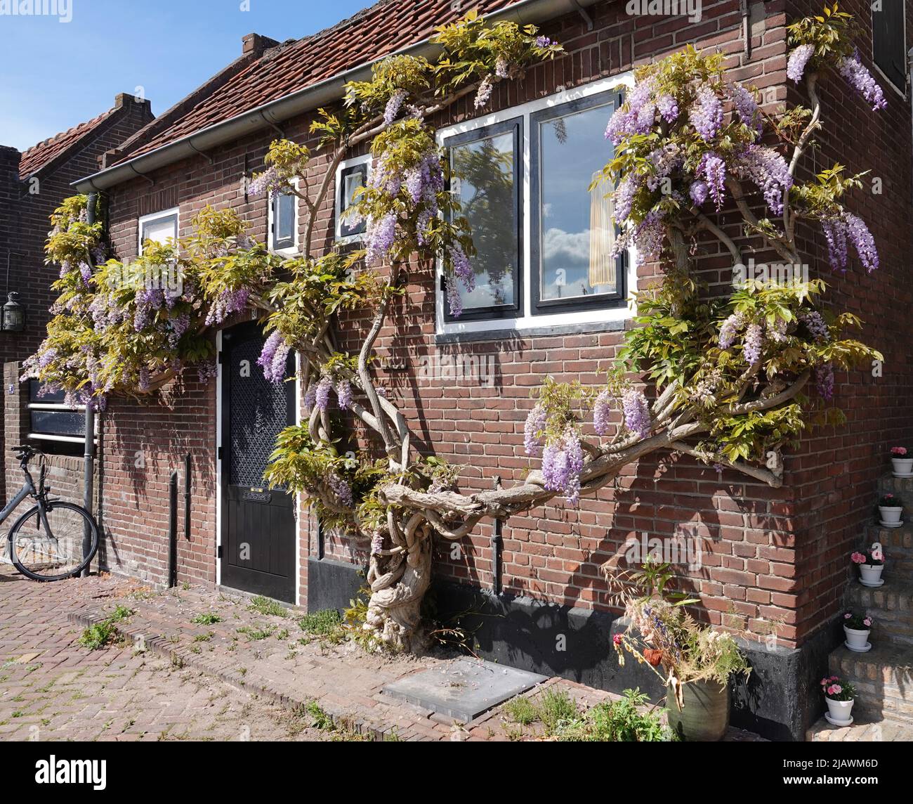 Wisteria old house hi-res stock photography and images - Alamy