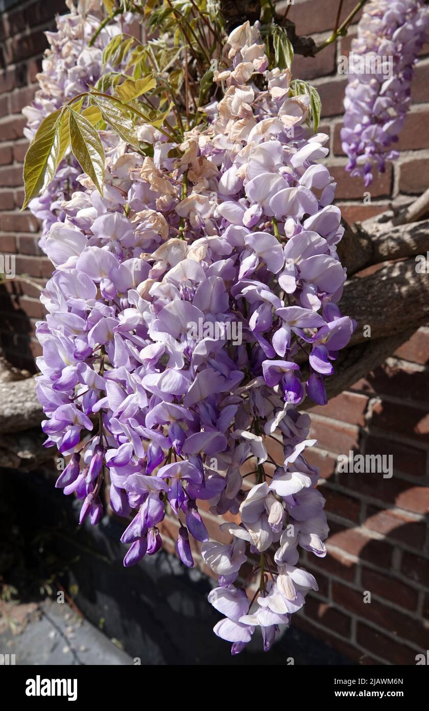 Lovely gradient purple-white wisteria floribunda or Japanese wisteria flowers Stock Photo