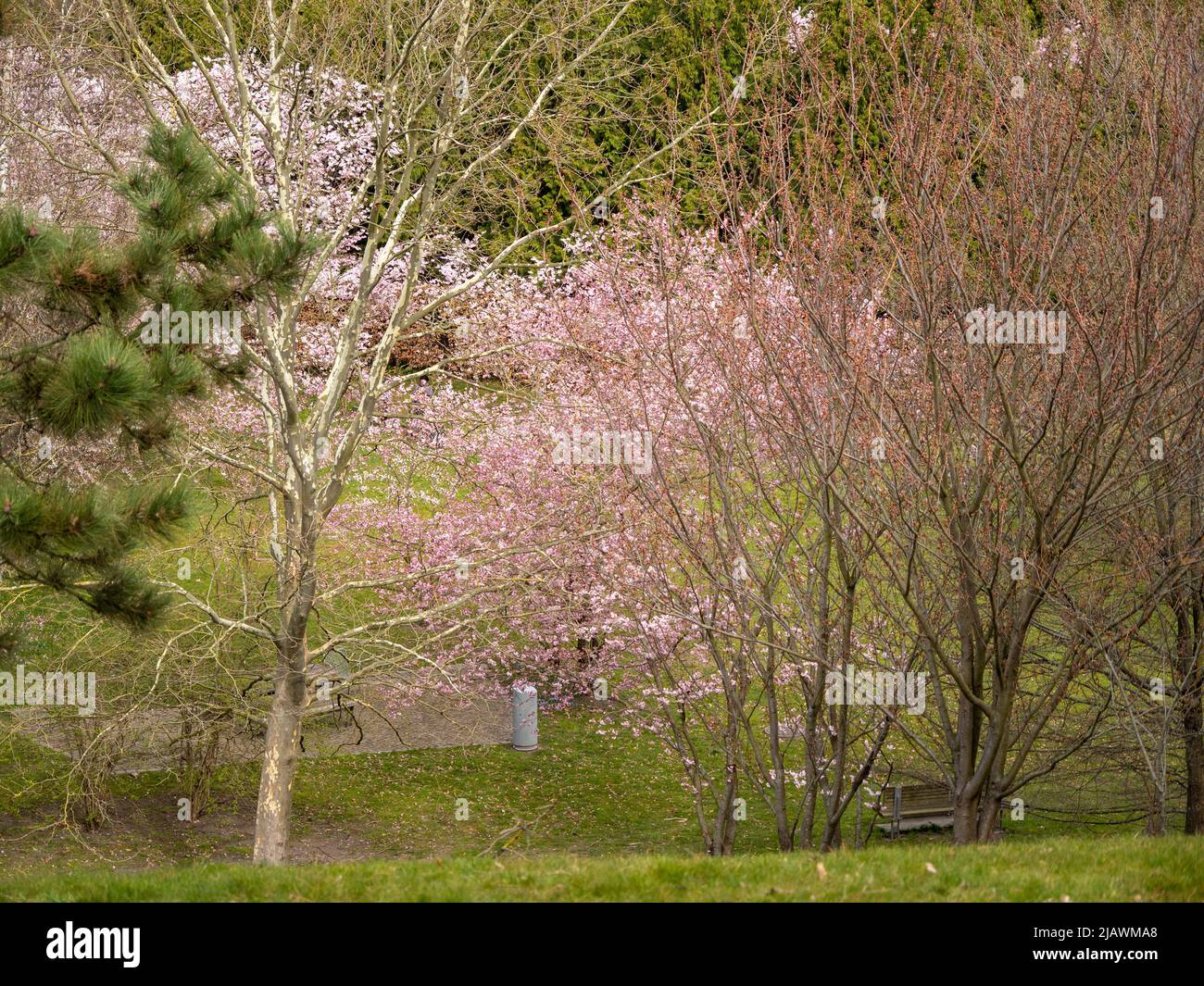 Various trees and shrubs in the park Stock Photo Alamy