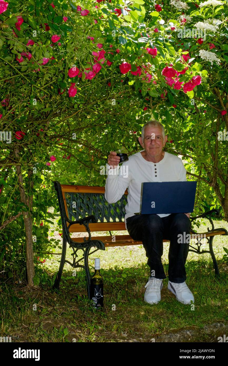 mature man sitting in garden with laptop working from home under shade of natural arbour of roses holding glass of wine Stock Photo