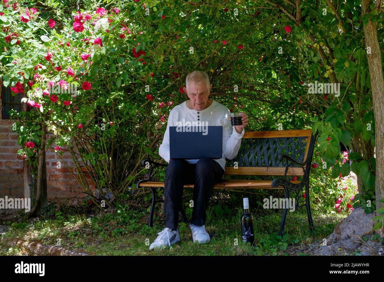 mature man sitting in garden with laptop working from home under shade of natural arbour of roses holding glass of wine Stock Photo