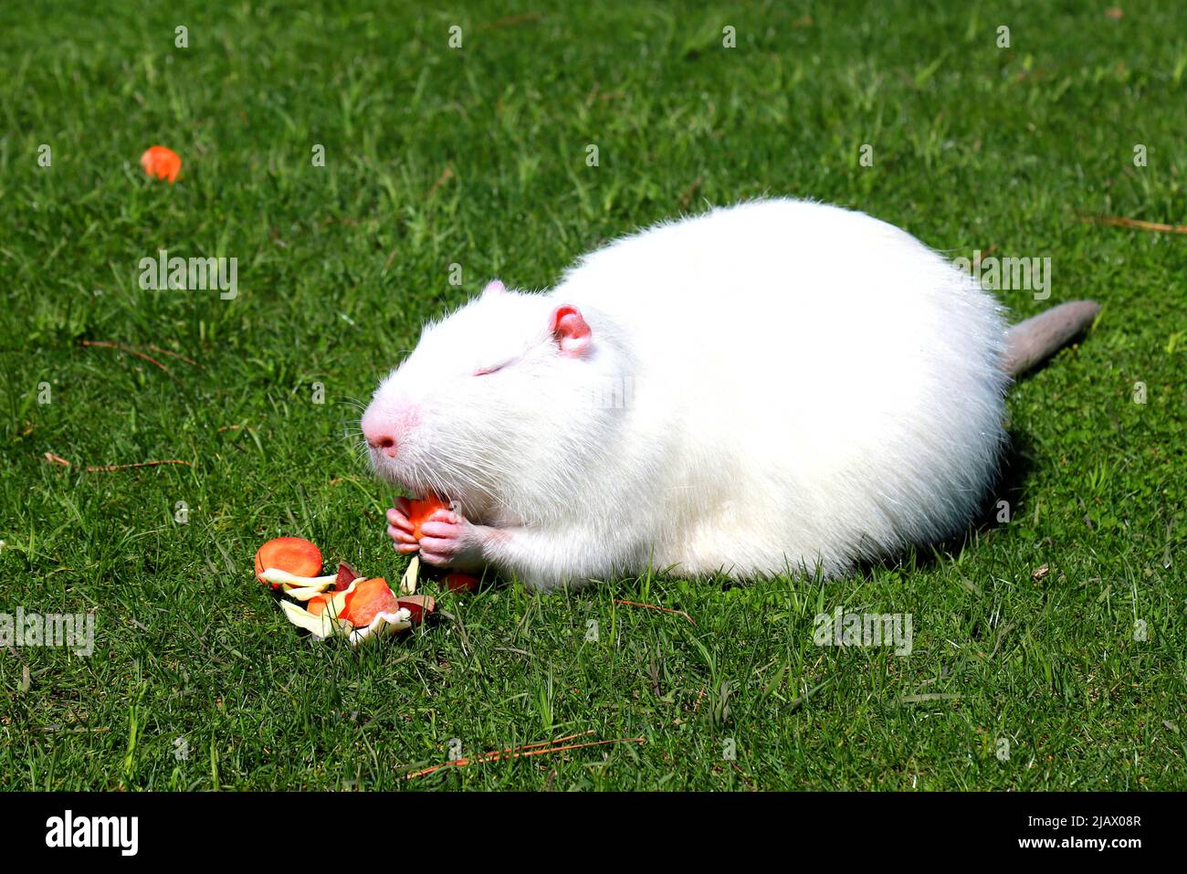 White nutria otter, swamp beaver eats on green grass. Large water rat,  muskrat with long fur sits in park. Zoo animals, farm Stock Photo - Alamy