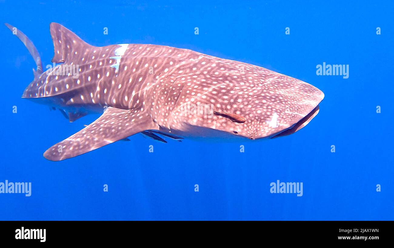 Whale shark gliding in tropical waters. Stock Photo