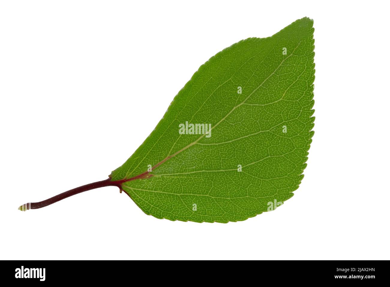 Apricot leaf isolated on a white background. File contains clipping path Stock Photo Alamy