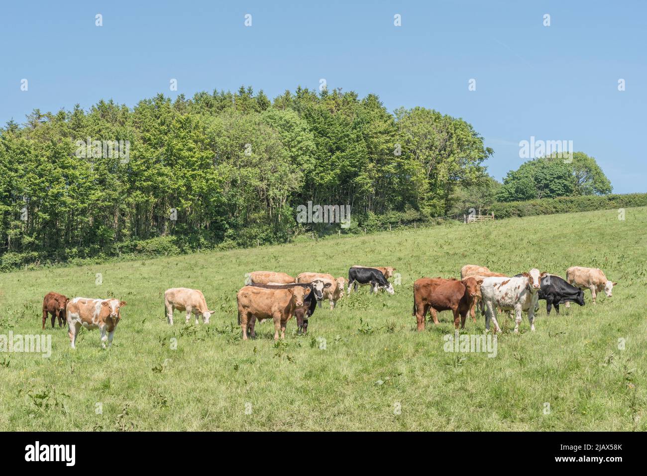 Small group of young bullocks in field & looking inquisitively at camera. For UK livestock industry, British beef, UK farming, UK farm animal welfare. Stock Photo