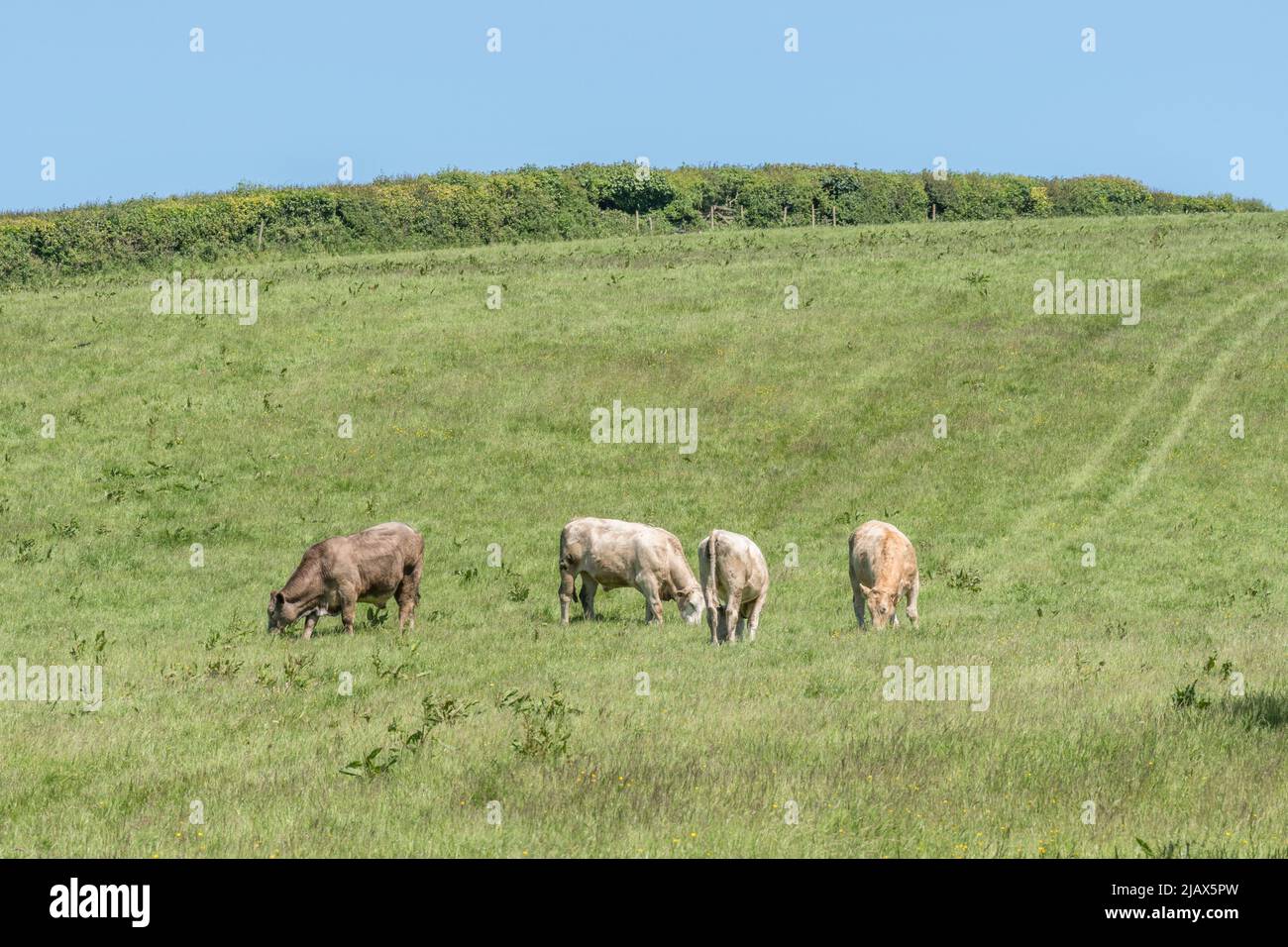 Small group of young bullocks in field & looking inquisitively at camera. For UK livestock industry, British beef, UK farming, UK farm animal welfare. Stock Photo