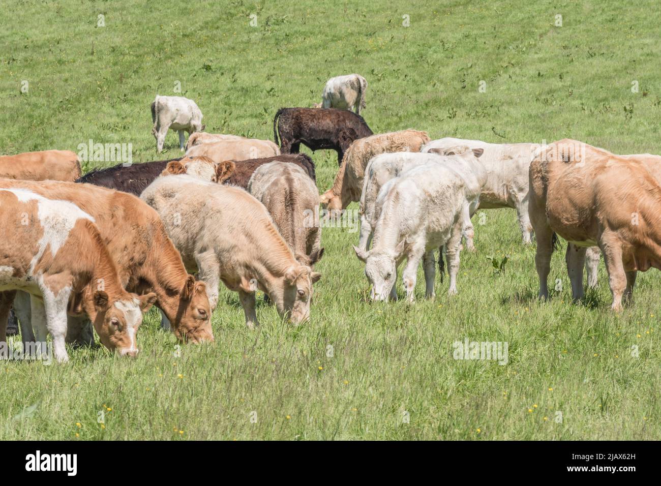 Small group of young bullocks in field & looking inquisitively at camera. For UK livestock industry, British beef, UK farming, UK farm animal welfare. Stock Photo