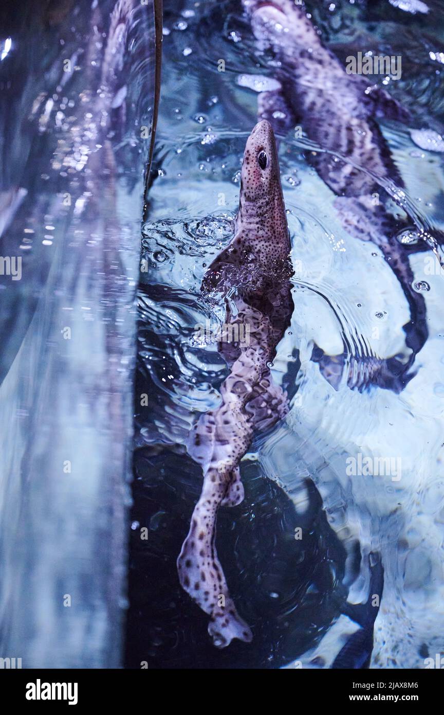 Berlin, Germany. 01st June, 2022. Cat sharks swim in a pool at SEA LIFE