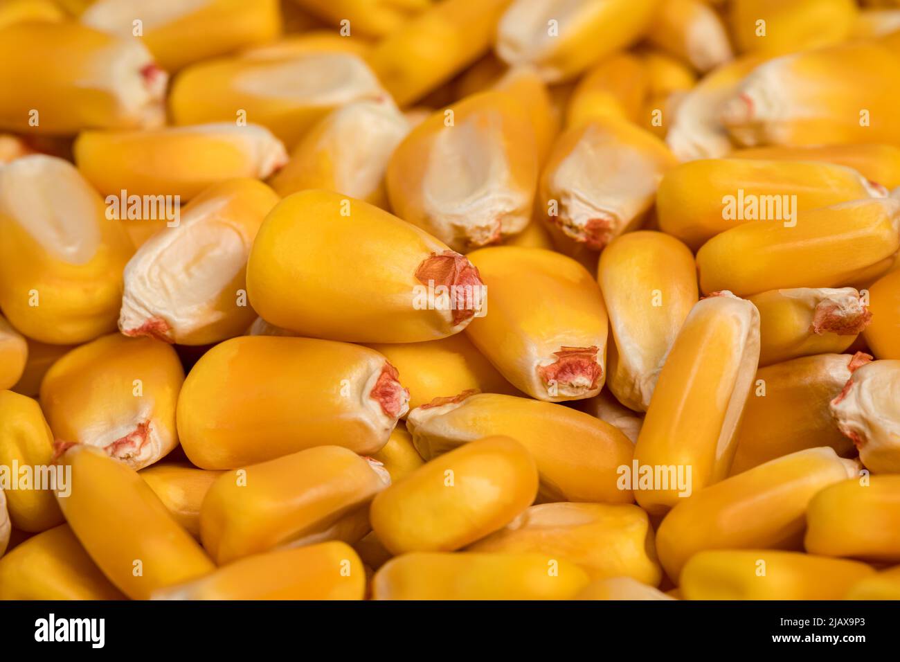 Closeup of corn kernels. Agriculture trade, farming, and corn biofuel concept. Stock Photo