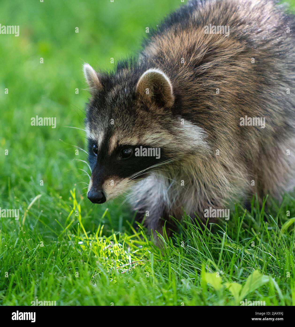 Close up portrait of a wild Masked Bandit Raccoon on a green grass lawn. Stock Photo
