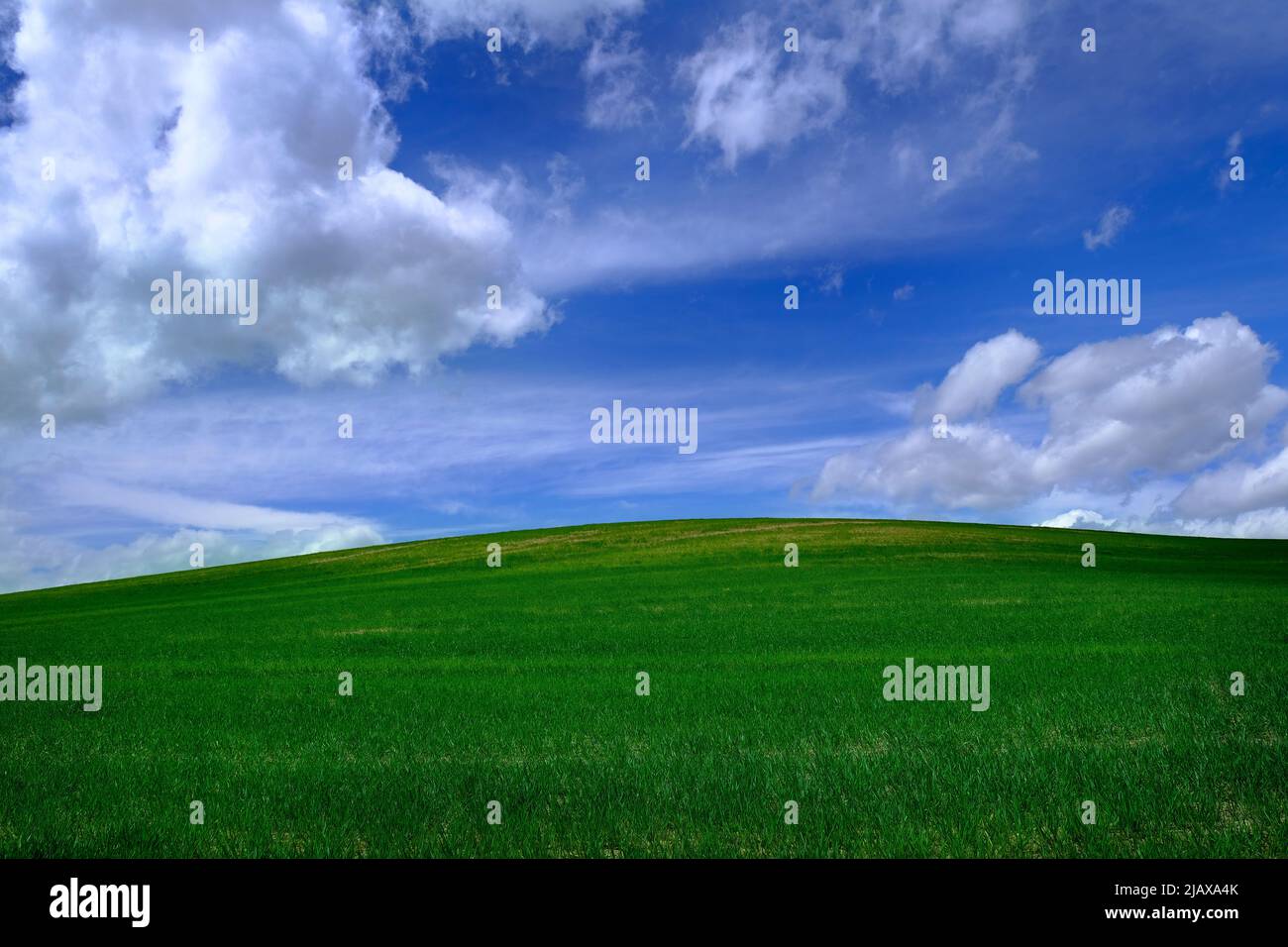 Green farm field of crops with a blue sky and clouds Stock Photo - Alamy