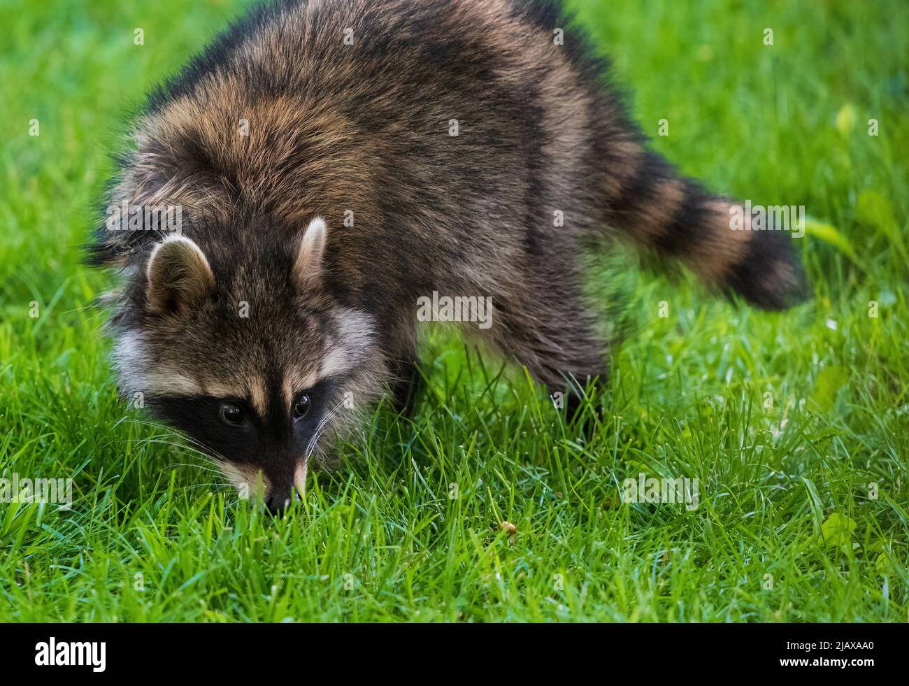 A wild Masked Bandit Raccoon sniffs the ground as it crosses a grassy green lawn in the daytime. Stock Photo