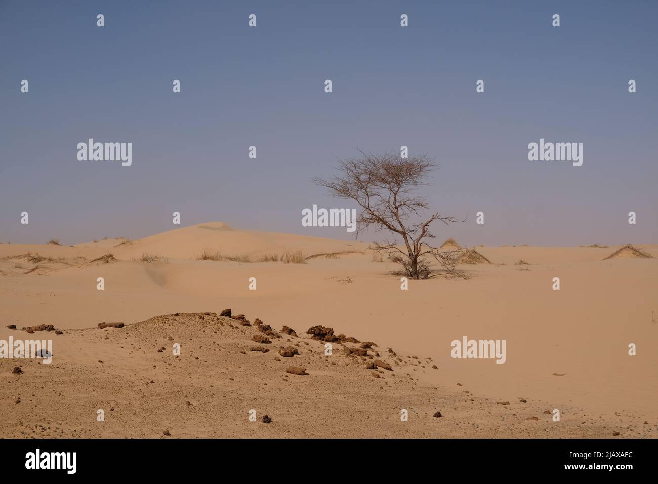 Lone acacia shrub in the Saharan Desert Stock Photo Alamy