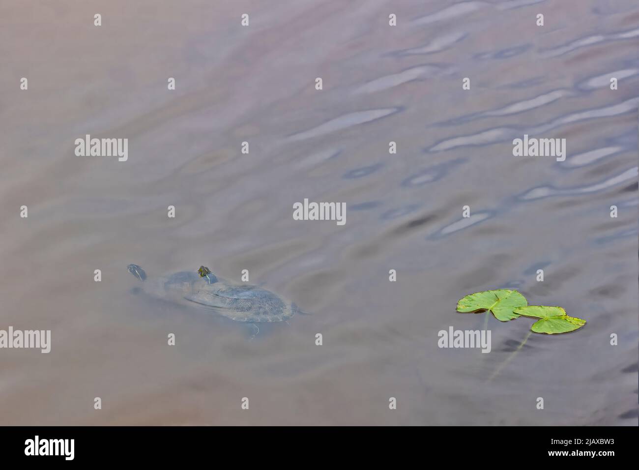 Turtles swiming in pond water with copy space and backgrounds. Stock Photo
