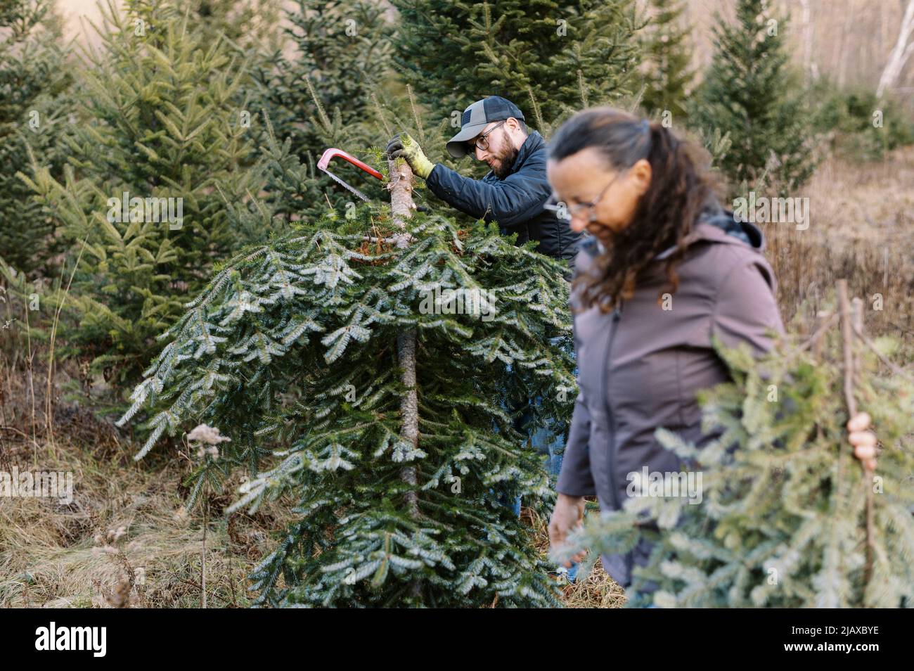 Cutting the tree hires stock photography and images Alamy