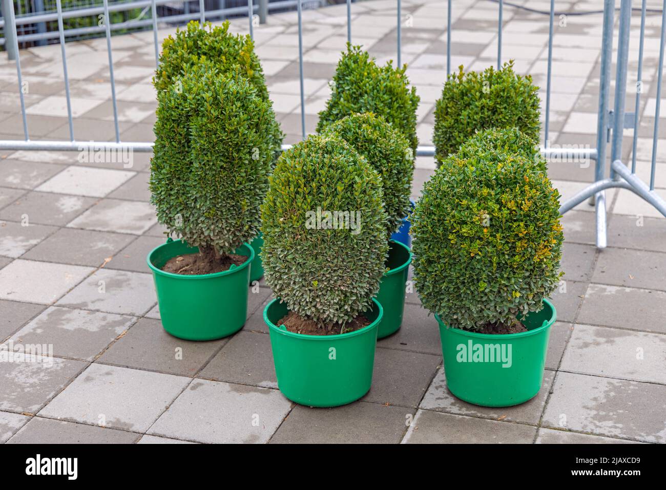 Natural Slower Growing Shrubs Bush Plants in Green Pots Stock Photo Alamy
