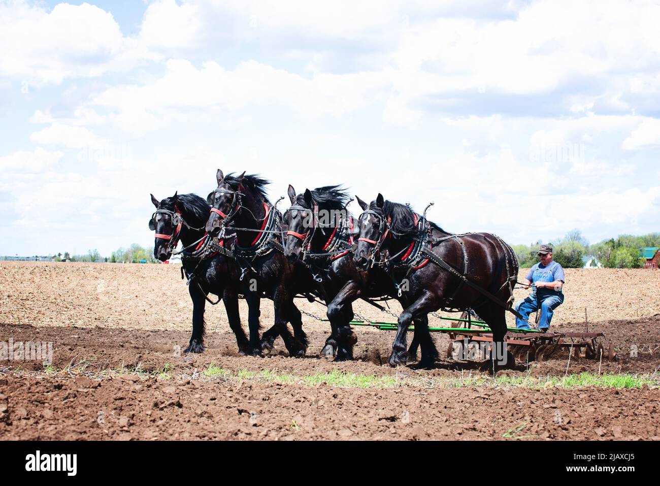 Man plowing a field with a team of four black Percheron horses. Stock Photo