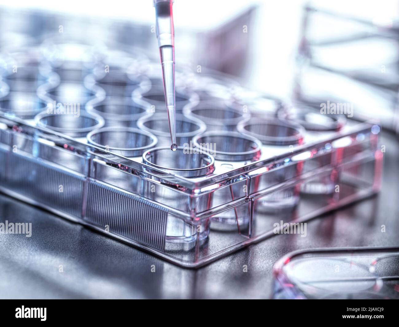 Pharmaceutical Research, Pipetting sample into a multi well plate Stock Photo