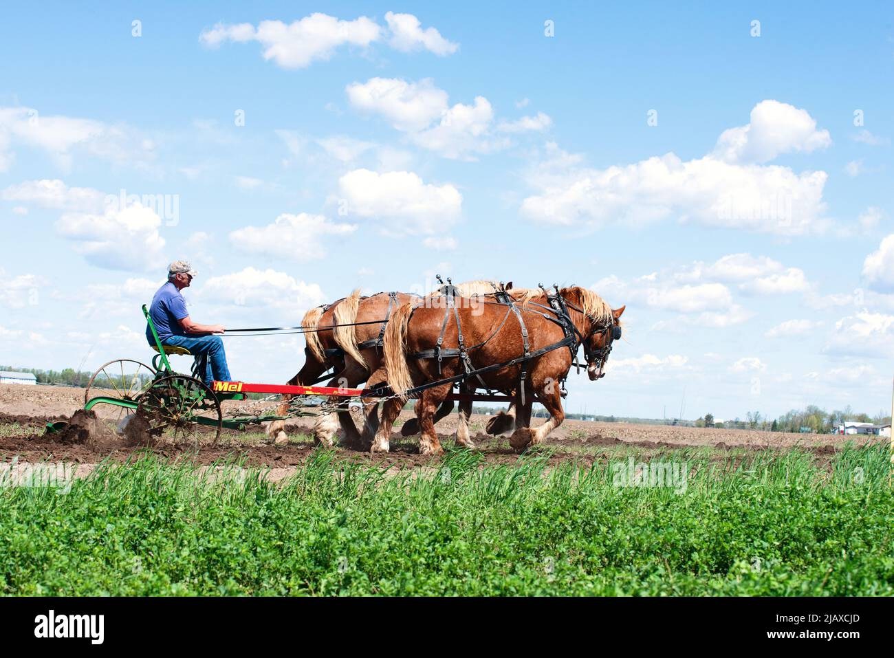 Belgian draft horse team plowing a field Stock Photo - Alamy