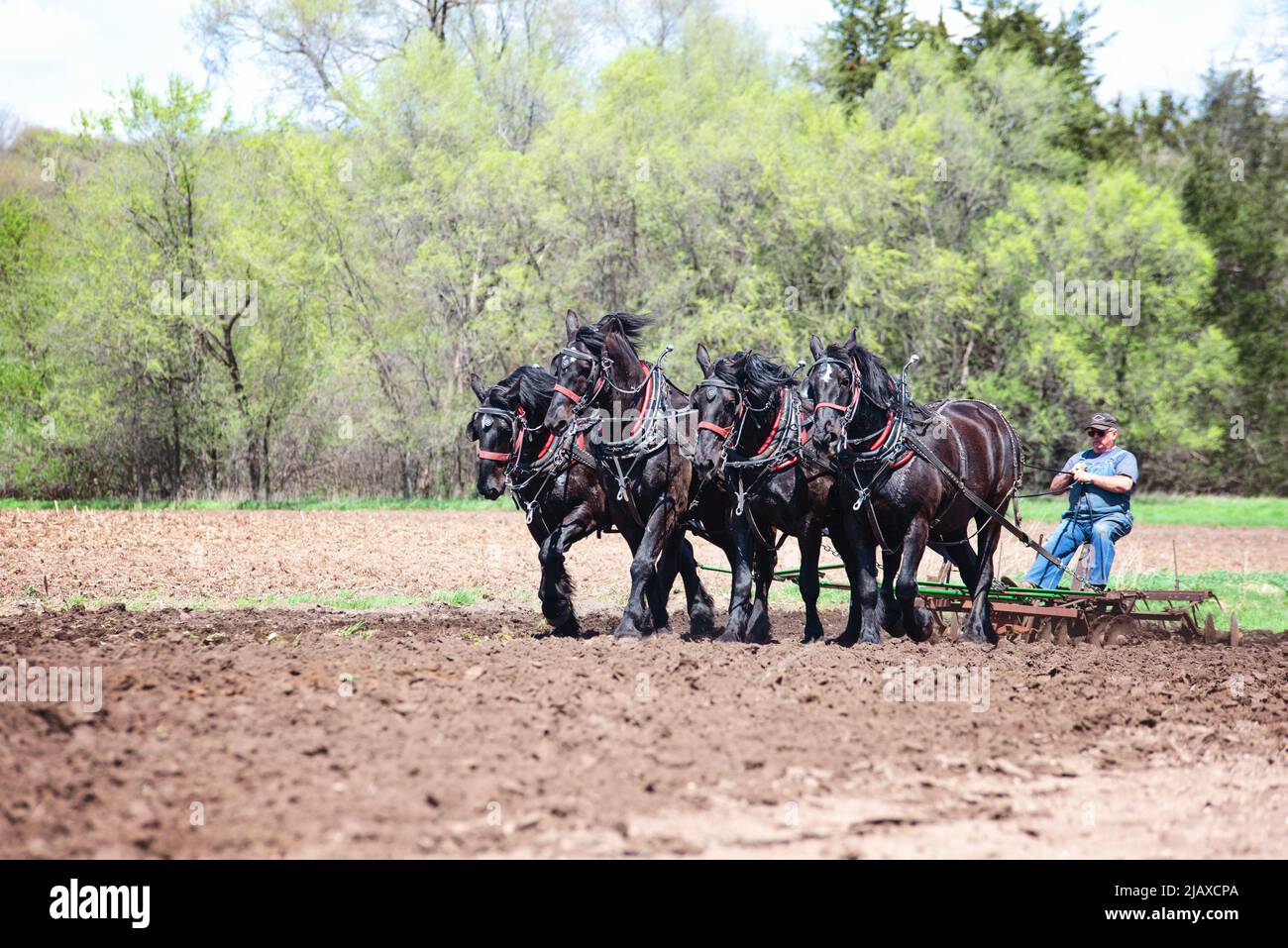 Man plowing a field with a team of four black Percheron horses. Stock Photo
