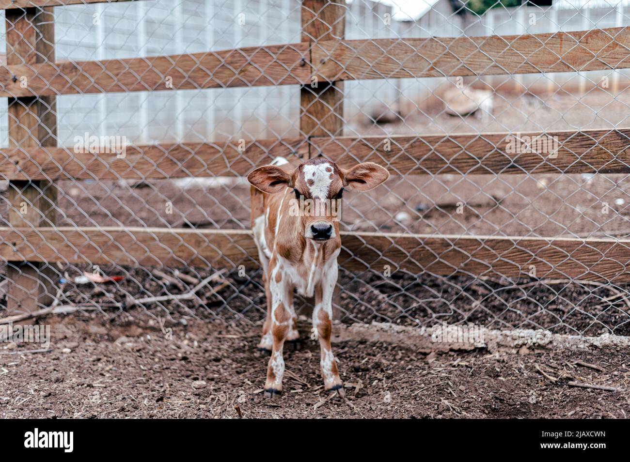 brown calf in the middle of a cow stable Stock Photo