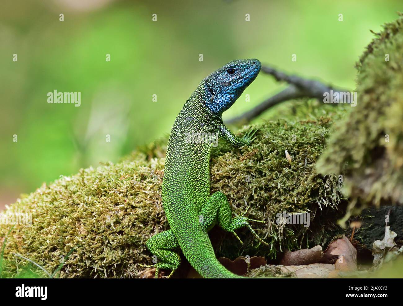 European green lizard - Lacerta viridis male with green background Stock Photo