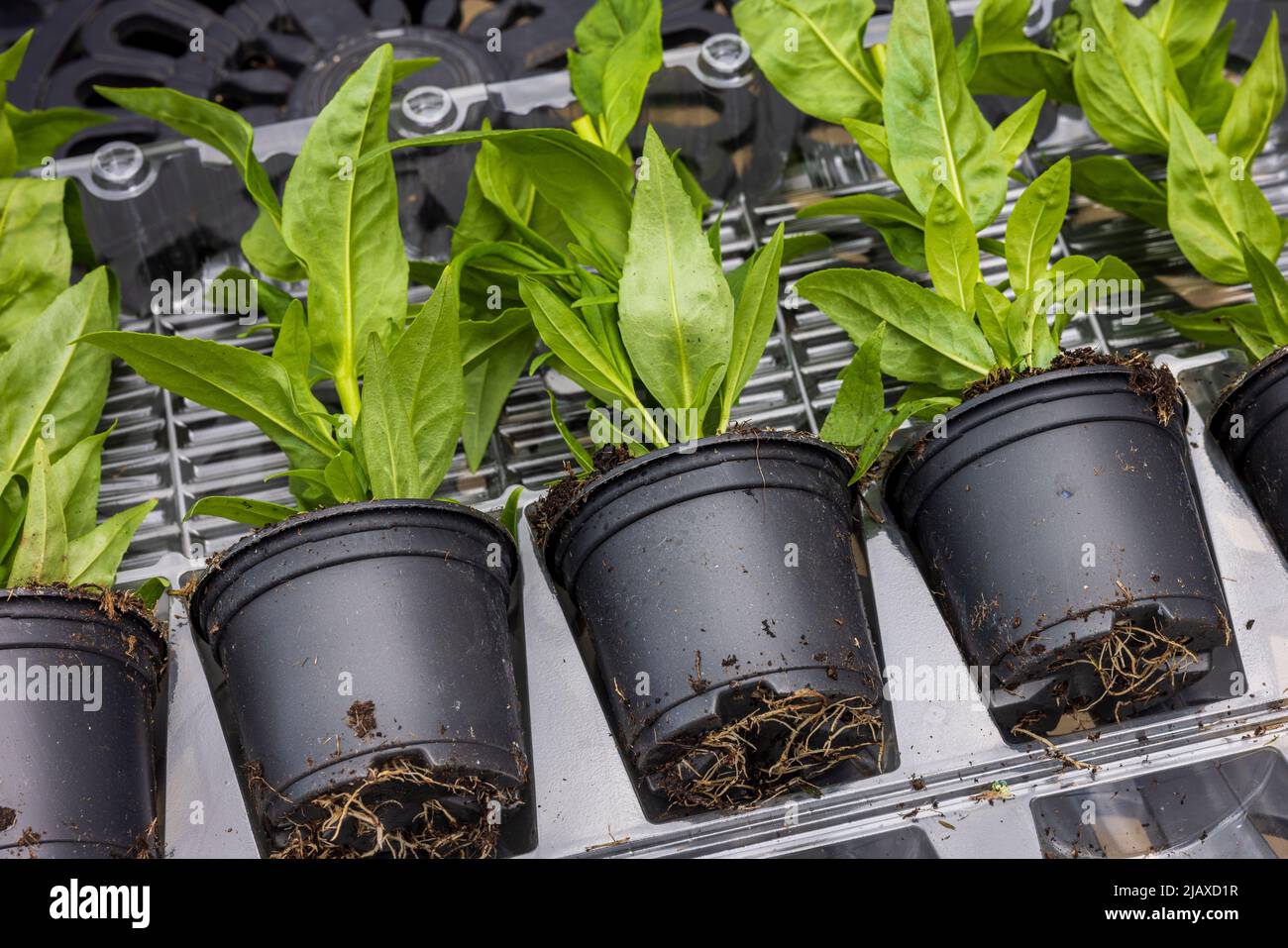 Penstemons plug plants delivered by post Stock Photo