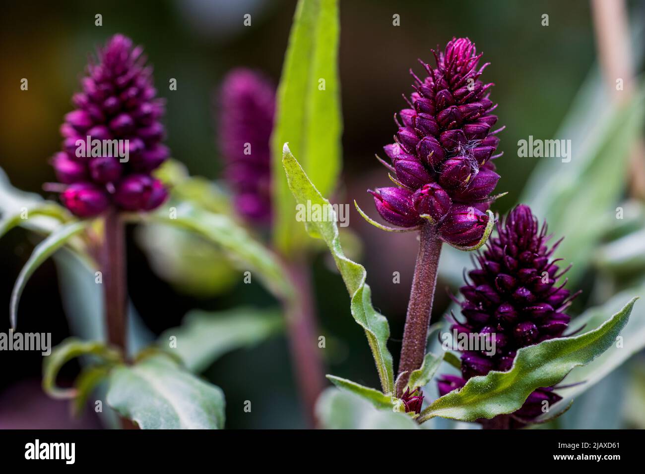 Lysimachia atropurpurea ‘Beaujolais’ Stock Photo