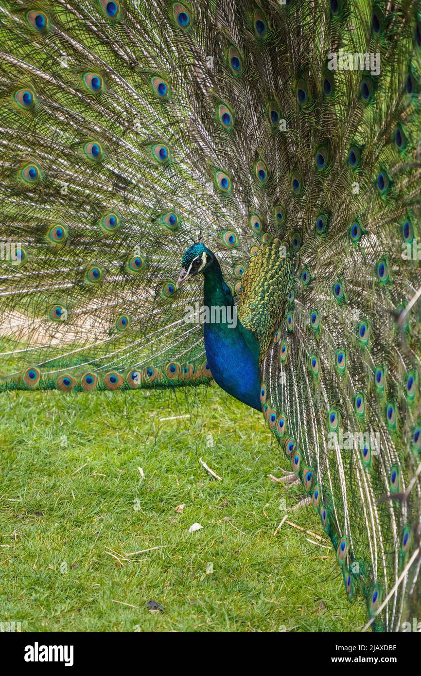 A peacock male, Indian peafowl, Pavo cristatus displaying its plumage. Stock Photo