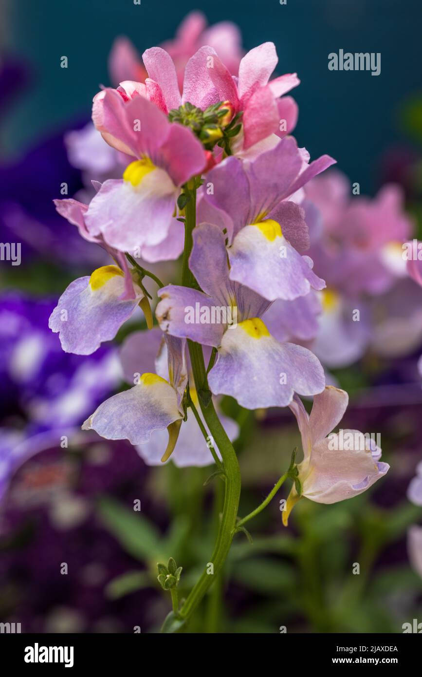 Nemesia amelie hi-res stock photography and images - Alamy